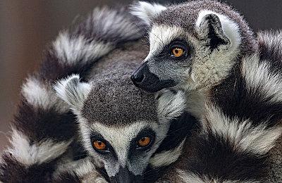 卢卡斯游戏主管表示《夺宝奇兵》续作可能很有趣